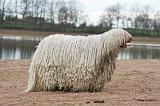 KOMONDOR 150